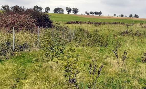Arbres plantés près de Leukersdorf, dans les Monts Métallifères (Allemagne)