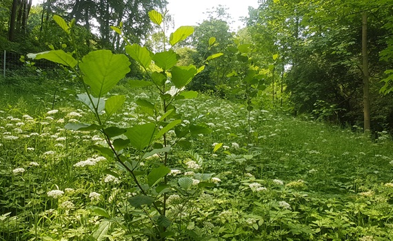 Arbres juste plantés près de Leukersdorf, dans les Monts Métallifères (Allemagne)